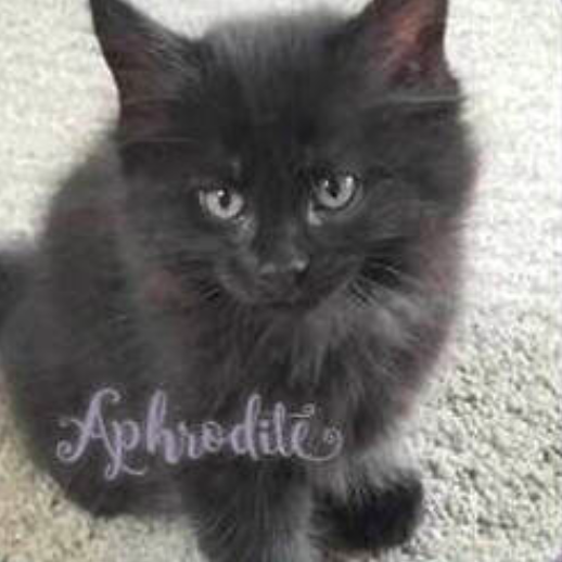 Aphrodite -Female - DOB:6-12-19
​Sire: Apollo Dame: Khalessi 